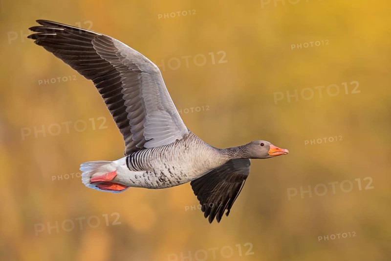 Greylag goose, Anser Anser, flight photo, lateral, Wagbachniederung, Baden-Württemberg, Germany