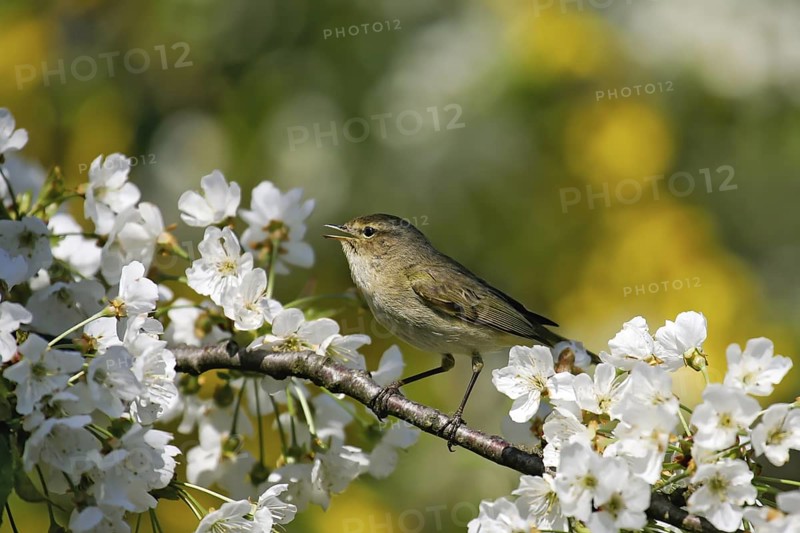 Common Chiffchaff (Phylloscopus collybita) male singing, Brandenburg, Germany