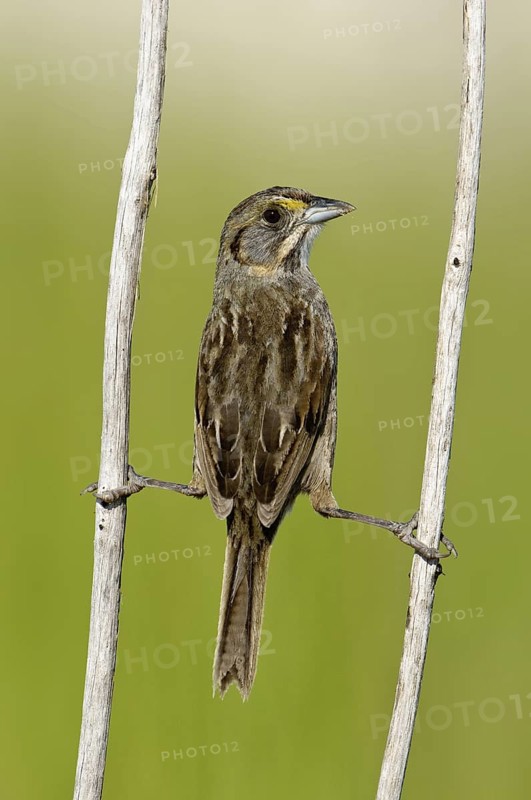 Seaside Sparrow (Ammodramus maritimus), Texas, USA