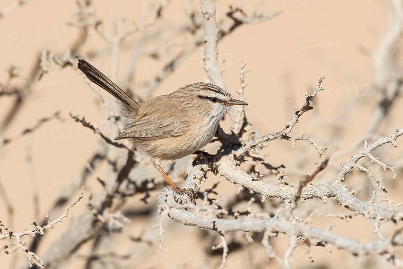 Streaked Scrub Warbler (Scotocerca inquieta), Eilat, Israel
