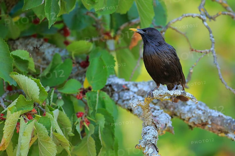 Spotless Starling (Sturnus unicolor) male perched on lichen branch, Andalusia, Spain