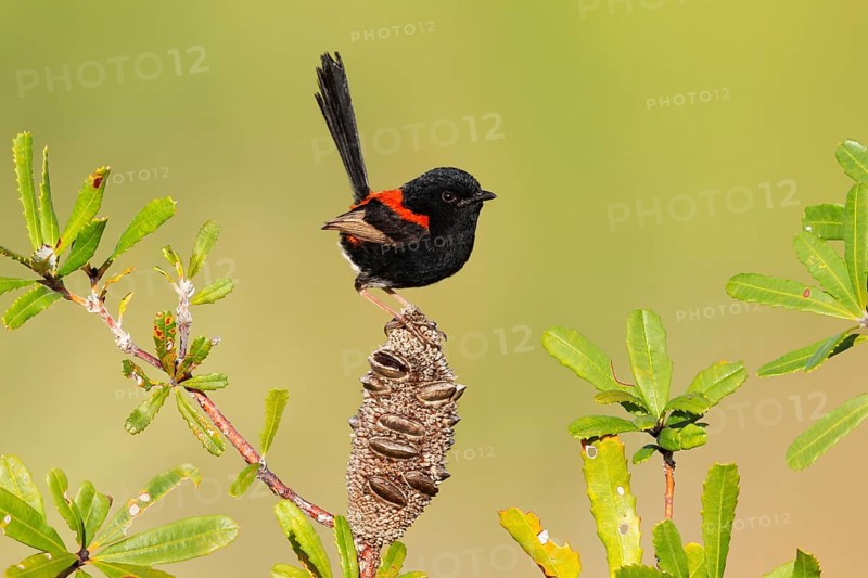 Red-backed Fairywren (Malurus melanocephalus) male, Queensland, Australia