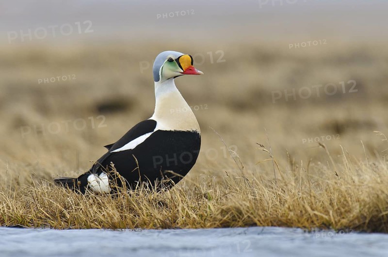King Eider (Somateria spectabilis) male, Alaska, USA