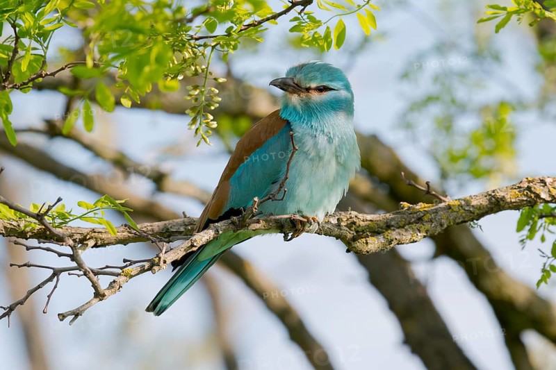 European Roller (Coracias garrulus) perched on a branch, Puszta, Hungary