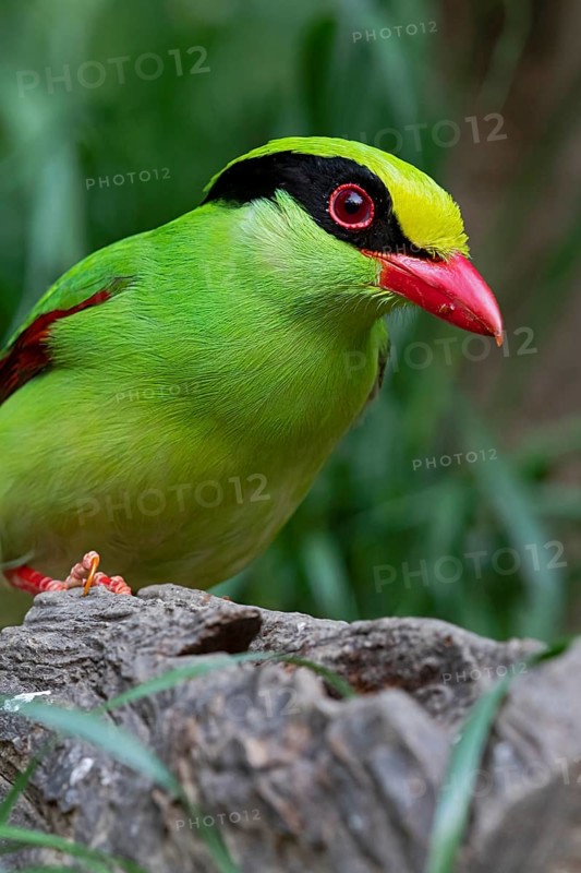 Common Green Magpie (Cissa chinensis chinensis), Yunnan, China