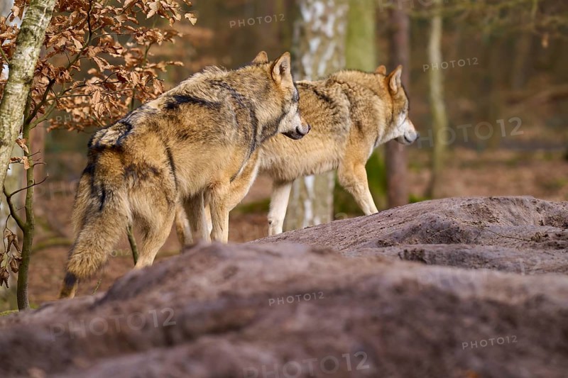 Two wolves walking over a hill in autumn forest, Wolf (Canis lupus), Germany