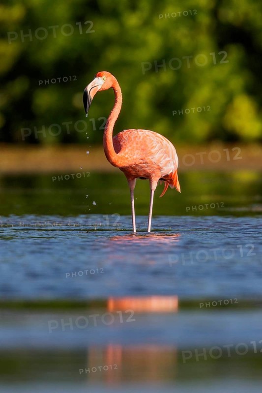 American flamingo (Phoenicopterus ruber) feeding in a lagoon in Cuba
