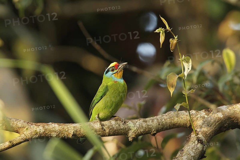 Black-browed Barbet (Psilopogon oorti) male, Fraser's Hill, Malaysia