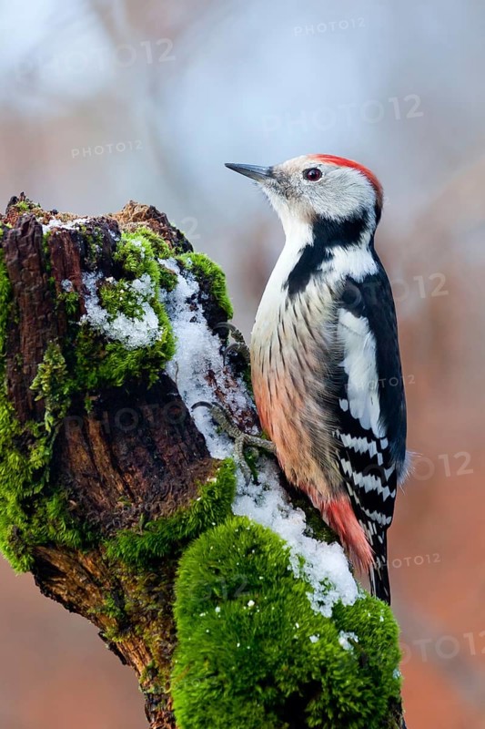Middle Spotted Woodpecker (Dendrocoptes medius), Baden-Wuerttemberg, Germany
