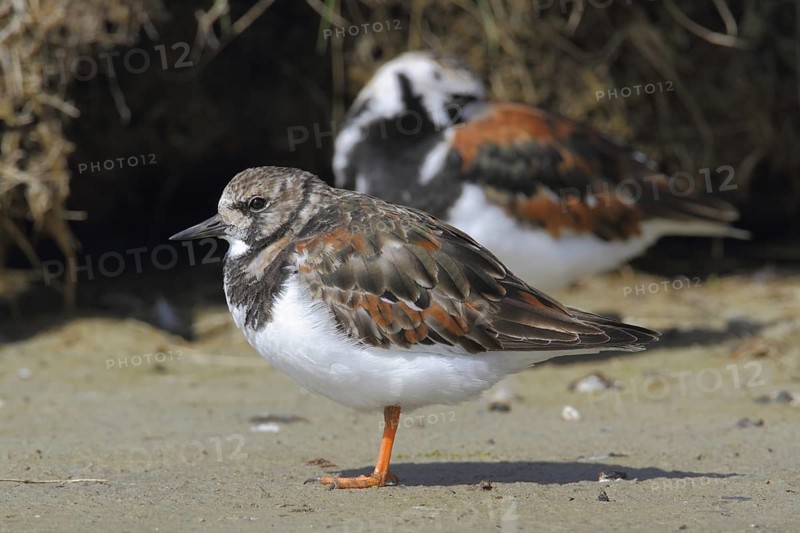 Ruddy Turnstone (Arenaria interpres) female, Texel, Netherlands