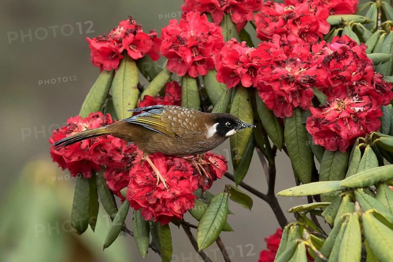 Black-faced Laughingthrush (Trochalopteron affine), Darjeeling, Indien