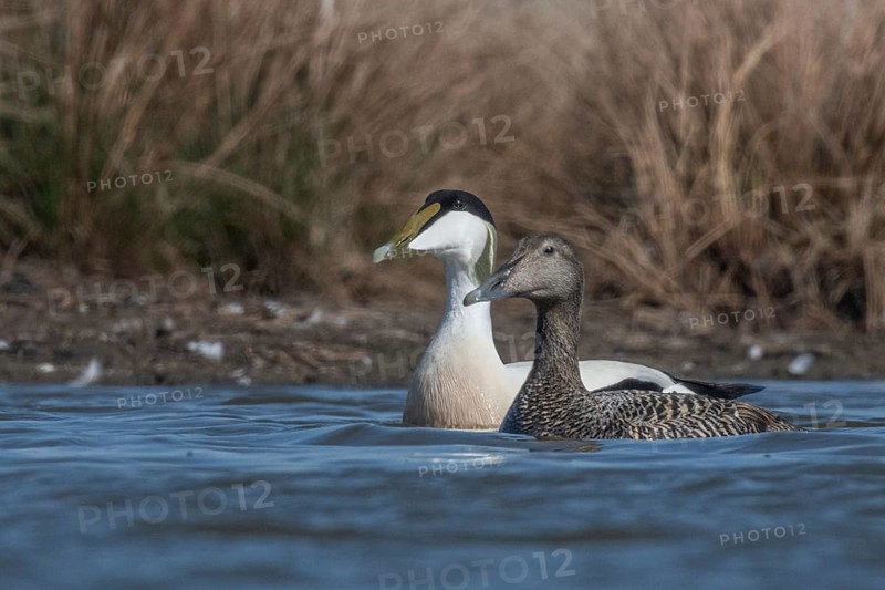 Common Eider (Somateria mollissima) pair, Schleswig-Holstein, Germany