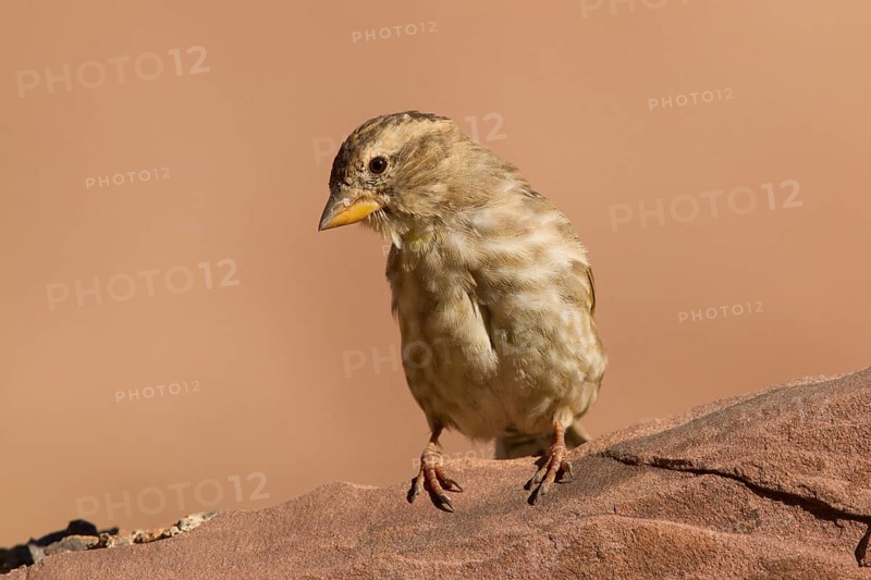 Rock Sparrow (Petronia petronia), Morocco