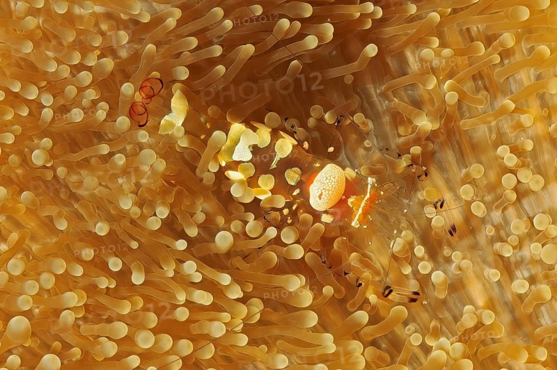 Underwater photo Close-up of the curled peacock-eye shrimp (Ancylocaris brevicarpalis) Synonym in Mertens giant anemone (Stichodactyla mertensii), Pacific Ocean, Yap Island, Yap State, Caroline Islands, FSM, Federated States of Micronesia, Australia, Oceania
