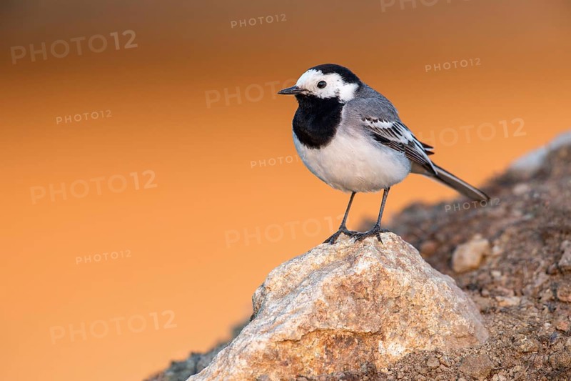 White Wagtail (Motacilla alba) perched on a rock, Poland