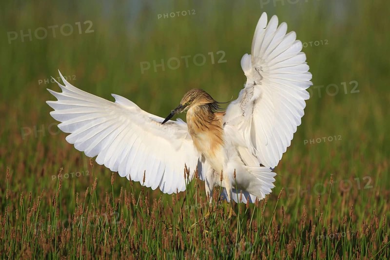 Squacco Heron (Ardeola ralloides), Greece