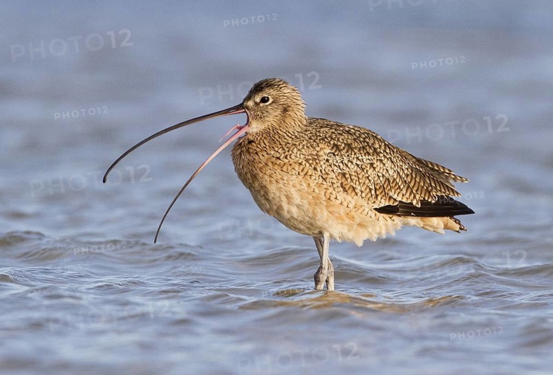 Long-billed Curlew (Numenius americanus), Texas, USA