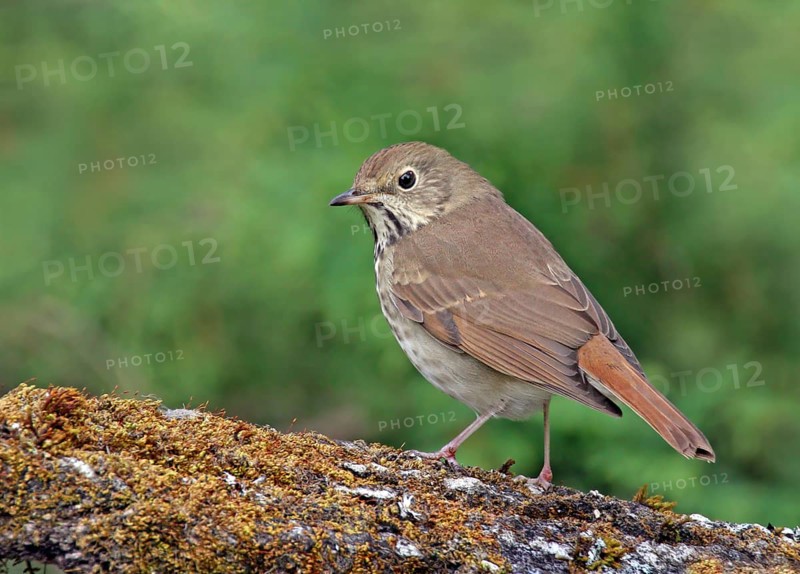Hermit Thrush, Catharus guttatus, perched on a mossy log in Saskatoon, Saskatchewan, Canada
