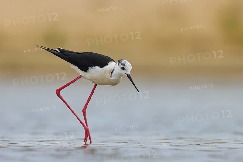 Black-winged Stilt (Himantopus himantopus) male foraging, North Rhine-Westphalia, Germany