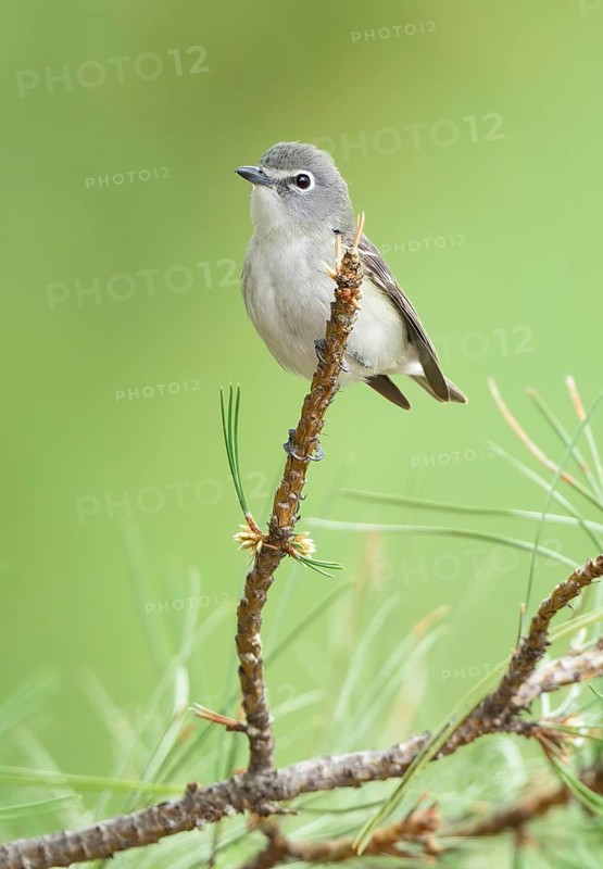 Plumbeous Vireo (Vireo plumbeus), Texas, USA