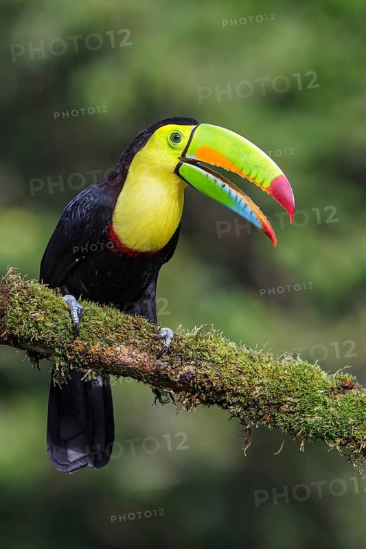 Keel-billed Toucan (Ramphastos sulfuratus) perched on a branch in Costa Rica