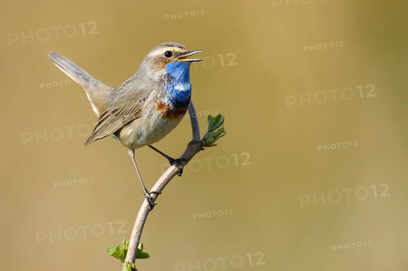 Bluethroat (Luscinia svecica cyanecula) male singing, Lower Saxony, Germany