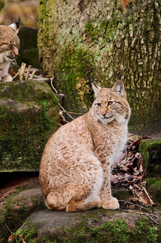 Eurasian lynx (Lynx lynx) sitting on a rock, Bavaria, Germany