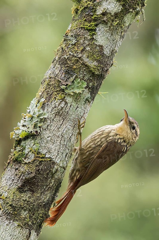 Lesser Woodcreeper (Xiphorhynchus fuscus) perched on a branch in the Atlantic Rainforest of Brazil