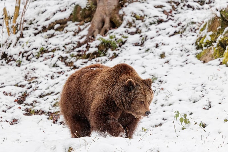 A Eurasian brown bear (Ursus arctos arctos) runs across a snow-covered meadow in hilly terrain. Transylvania, Romania