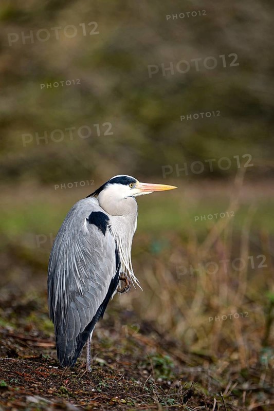 Grey heron (Ardea cinerea), Essen, Ruhr area, North Rhine-Westphalia, Germany