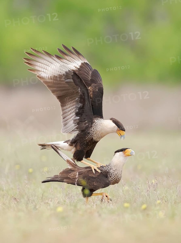 Northern Crested Caracara (Caracara cheriway) pair mating, Texas, USA