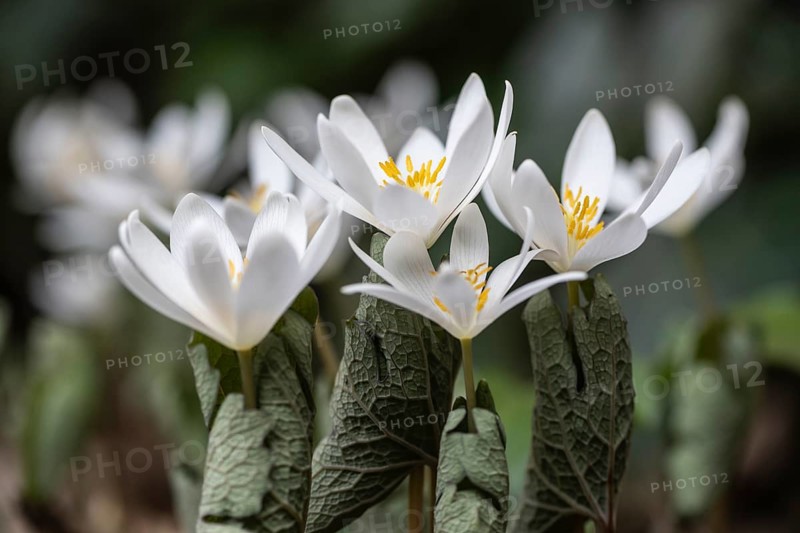 Canadian bloodroot (Sanguinaria canadensis), Emsland, Lower Saxony, Germany