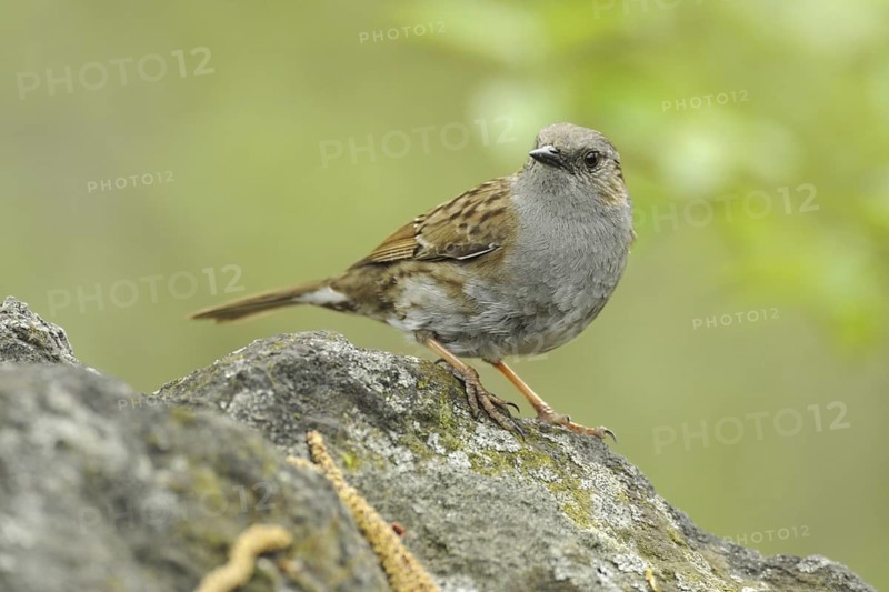 Dunnock (Prunella modularis), North Rhine-Westphalia, Germany