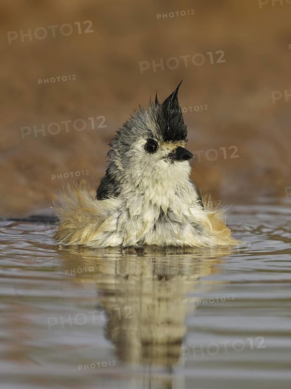 Black-crested Titmouse (Baeolophus atricristatus), Texas, USA