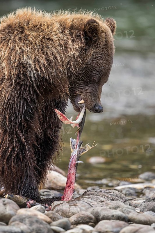Grizzly Bear (Ursus arctos horribilis) hunting Pacific Salmon, British Columbia, Canada