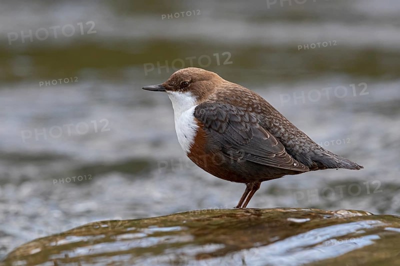 White-throated Dipper (Cinclus cinclus), Baden-Wuerttemberg, Germany