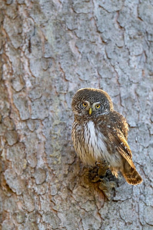 Pygmy Owl (Glaucicium passerinum), sitting on the branch of a tree, Pirchner Ast, Schwaz, Tyrol, Austria