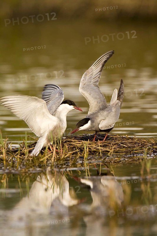 Whiskered Tern (Chlidonias hybrida) mating, Castile-La Mancha, Spain