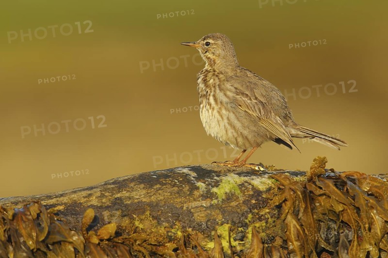 Eurasian Rock Pipit (Anthus petrosus), Seahouses, United Kingdom