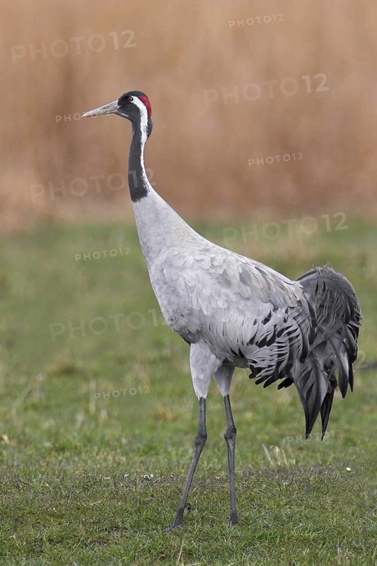 Common Crane (Grus grus), Mecklenburg-Western Pomerania, Germany