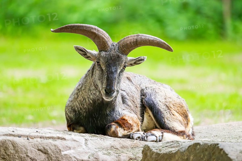 Bharal (Pseudois nayaur) lying on a rock, Germany