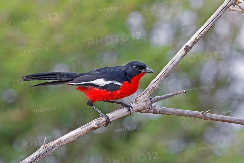 Black-headed Gonolek (Laniarius erythrogaster), Savuti, Botswana