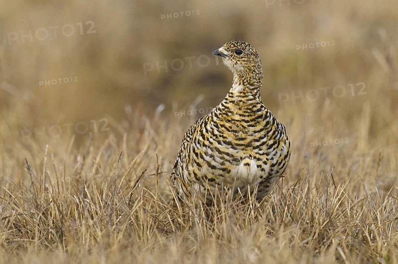 Rock Ptarmigan (Lagopus muta) female, Alaska, USA