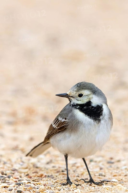White wagtail (Motacilla alba), Israel, Middle East