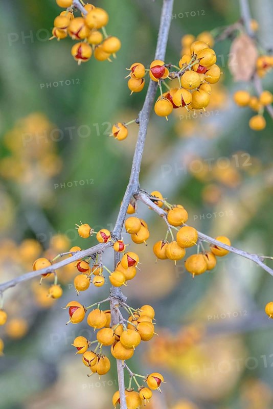 Tree shrike (Celastrus orbiculatus 'Diana'), Pruhonice Dendrological Garden, Federal Republic of Germany