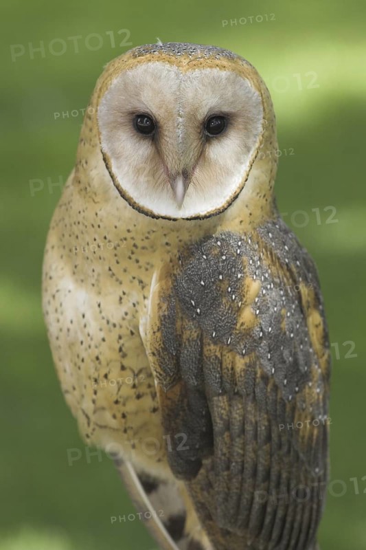 Western Barn Owl (Tyto alba), Alberta, Canada