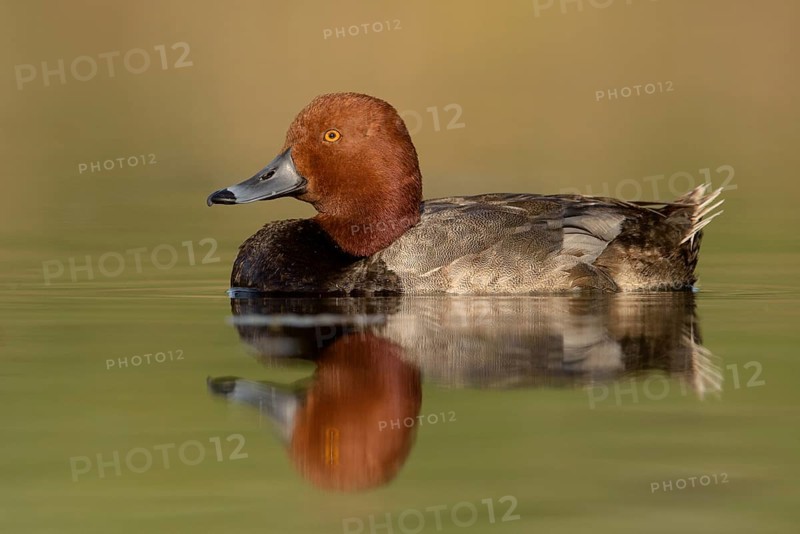 Redhead (Aythya americana) male, British Columbia, Canada