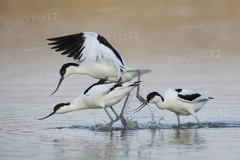 Pied Avocet (Recurvirostra avosetta), Texel, Netherlands