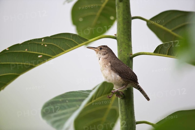 House Wren (Troglodytes aedon musculus) male, Risaralda, Colombia
