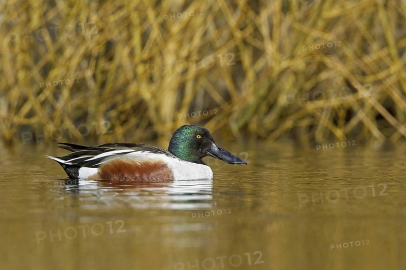 Northern Shoveler (Spatula clypeata) male, British Columbia, Canada